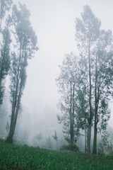 Foggy forest. Tall trees are blur within the mist. Mysterious misty forest. 