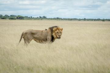 Big male Lion standing in the high grass.