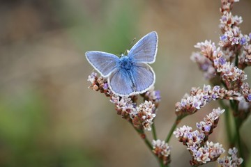 Polyommatus icarus 