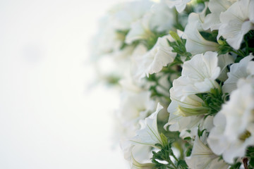White flowers on white background