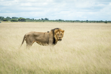 Big male Lion standing in the high grass.