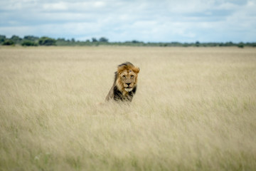 Big male Lion sitting in the high grass.