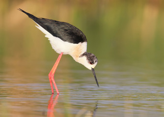 Portrait of black-winged stilt in morning light.