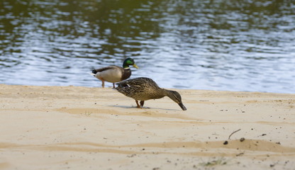 Fototapeta premium Wild ducks walking on the beach