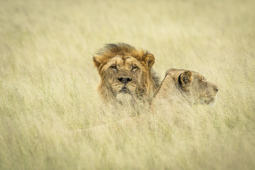 Lion mating couple laying in the grass.