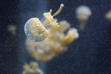 Obraz na płótnie Canvas Jellyfish in the deep