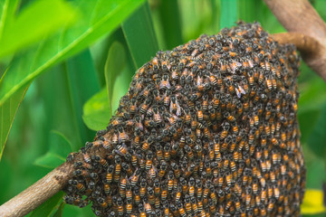 Close up of the working bees with honey cells on tree.  bees working on honeycomb.