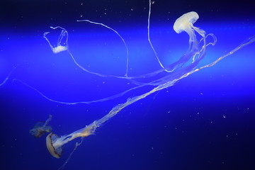 Obraz na płótnie Canvas Jellyfish dance