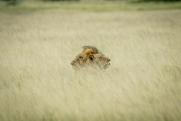 Lion mating couple laying in the grass.