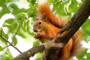 wild animal a squirrel on a tree eats