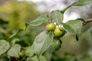 fruits of a wild pear ripen on a tree