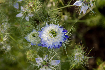 beautiful blue-white prickly flower