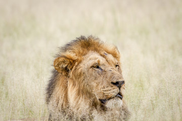 Obraz na płótnie Canvas Close up of a big male Lion in the grass.