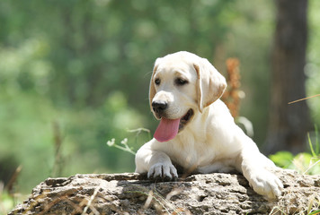 a little labrador puppy in the park
