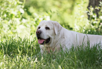 a cute yellow labrador in the park