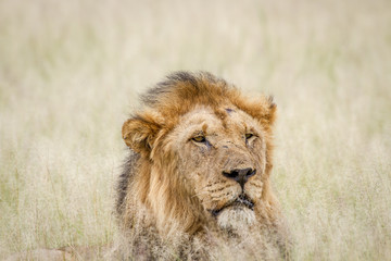 Close up of a big male Lion in the grass.
