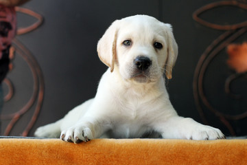 the little labrador puppy on a yellow background