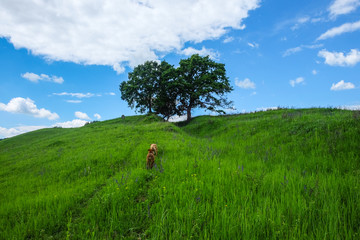 East European scenery - Transylvania region
