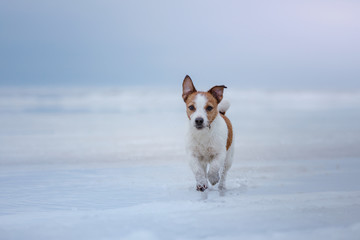 Dog Jack Russell Terrier running on ice
