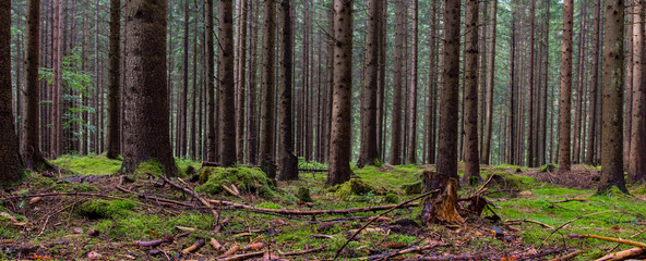 Waldpanorama