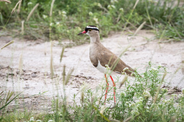 Crowned lapwing standing in the sand.