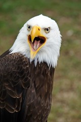 Weißkopfseeadler (Haliaeetus leucocephalus) close-up 