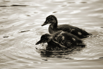 Entenküken  / Zwei Entenküken stehen in einem Gewässer und erzeugen Kreiswellen.