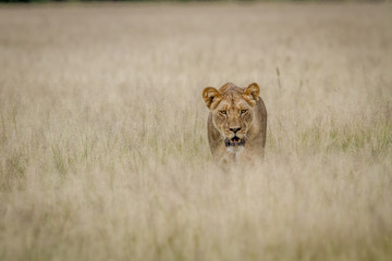 Lion walking towards the camera.