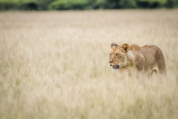 Lion walking in the high grass.