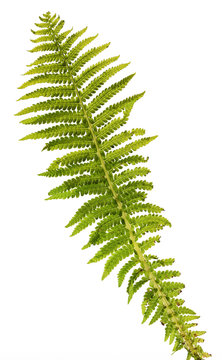 one fern leaf isolated on white background