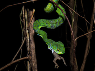 Bigeyepitviper