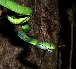 Bigeyepitviper