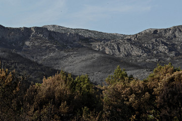 Forest and nature after the fire
