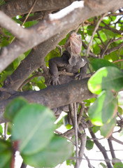 Iguane