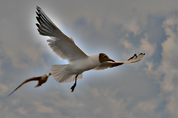 Fly Free