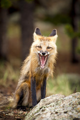 A cute little red fox stares at viewer with mouth open in mid yawn exposing teeth