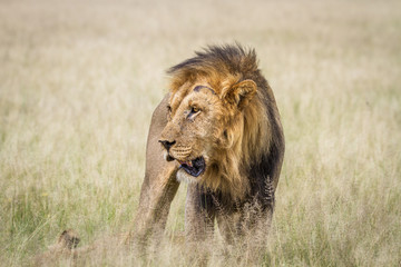 Big male Lion standing in the high grass.
