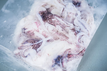 Squid frozen