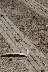 Tire marks on unpaved road