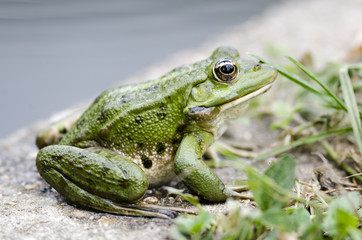 Frosch