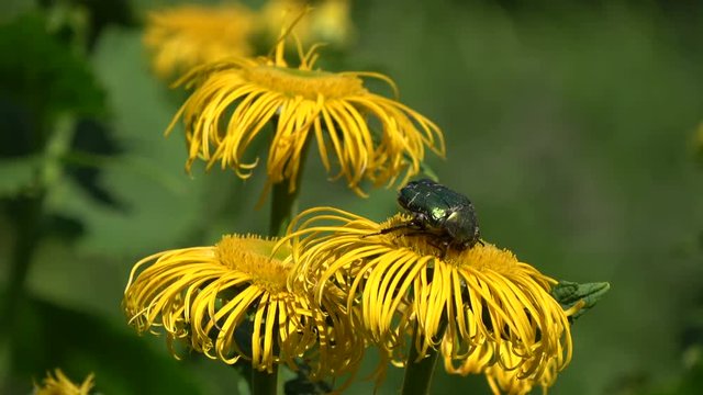 Beautiful rose chafer bug Cetonia aurata on yellow medical flower Elecampane Inula helenium

