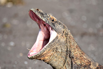 Komodo dragon (Varanus komodoensis)