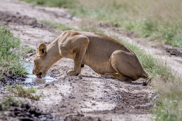 Lion drinking from a pool in the road.