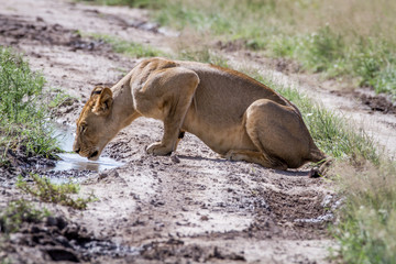 Lion drinking from a pool in the road.