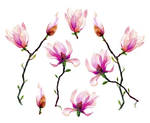Fototapete Magnolie Zweige der rosa Magnolie isoliert auf weißem Hintergrund. Einladung. Hochzeitskarte. Geburtstagskarte.
