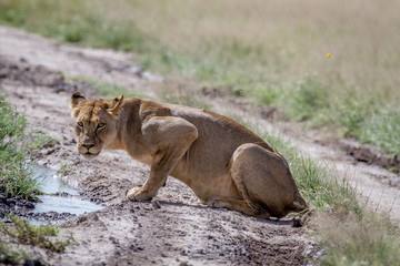 Lion sitting down and starring at the camera.