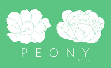 Hand drawn peony design. Vector flower line art 