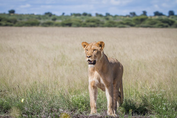 Plakat Lion standing in the high grass.