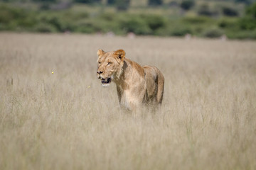 Lion standing in the high grass.