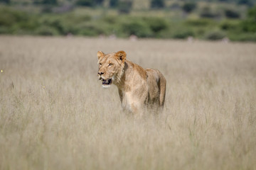 Obraz na płótnie Canvas Lion standing in the high grass.